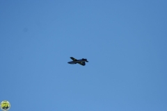Flugtag_2009_2_140