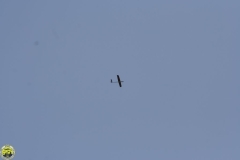 Flugtag_2009_2_19